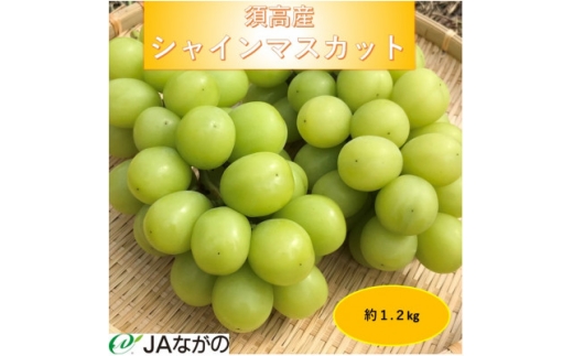 ＜2025年9～10月発送＞JAながの　須高産　シャインマスカット　約1.2kg　2～3房入り【1377390】