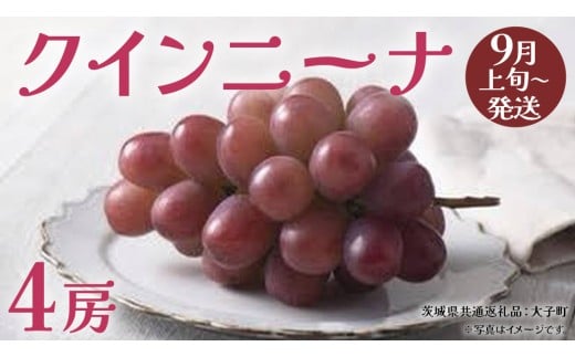 クインニーナ４房 【2025年9月上旬発送開始】(茨城県共通返礼品：大子町) ぶどう 葡萄 ブドウ 果物 フルーツ 果実
