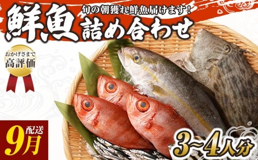 旬の朝獲れ鮮魚詰め合わせ 9月配送 鮮魚 直送 ボックス 詰め合わせ【以布利定置網　漁師直送】セット おまかせ 魚介 海鮮 魚 魚介類 海鮮セット 新鮮 天然【S00818-9】