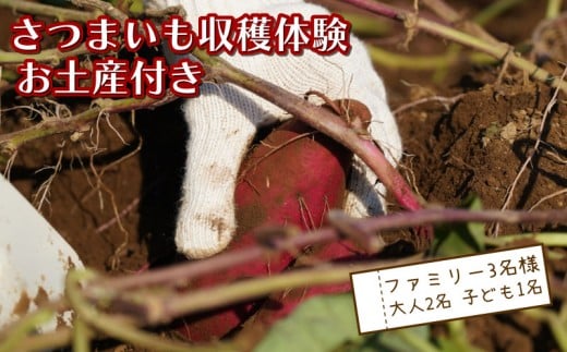 さつまいも堀り お土産付き 大人 2名 子ども 1名 沼津 戸田  実季楽農園 【海と山に育まれた 戸田 の恵を掘り起こそう】 収穫 収穫体験 体験 野菜 さつまいも 掘り 思い出 観光 沼津市 静岡県 2289960 - 静岡県沼津市