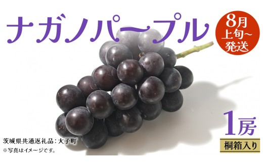 【 桐箱入り 】 ナガノパープル 1房 【2025年8月上旬発送開始】(茨城県共通返礼品：大子町) ぶどう 葡萄 ブドウ 果物 フルーツ 果物 贈答用 ギフト 贈り物