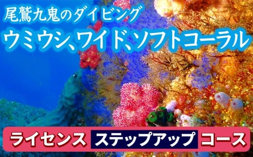 350種の美しい ウミウシ 多様な生態系が魅力  【ライセンス ステップアップコース(2日間)】 ワイド やソフトコーラル も 人気 三重県 尾鷲市 九鬼 の ダイビング 通年 オールシーズン  DI-16