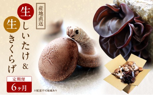 【 産地直送 】 有機JAS 生椎茸 800g ＆ 生きくらげ 200g 定期便 6ヶ月 オーガニック しいたけ 椎茸 きくらげ きのこ 野菜 岡山県 玉野市 栽培期間中化学肥料不使用 栽培期間中農薬不使用