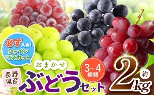 旬のブドウをお届け!