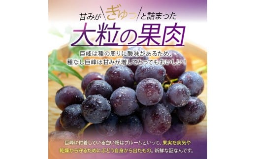 種なしぶどうの定番！