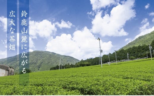 鈴鹿山麓に広がる広大な茶畑