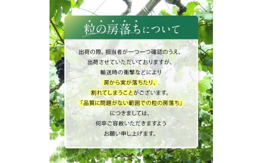 【ご家庭用】 シャインマスカット の 入った お任せ ブドウ セット
