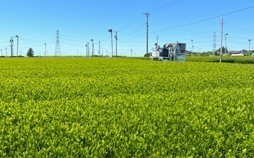 深蒸し茶 夢茶 ボトル缶 約490g×24本 計約11.76kg