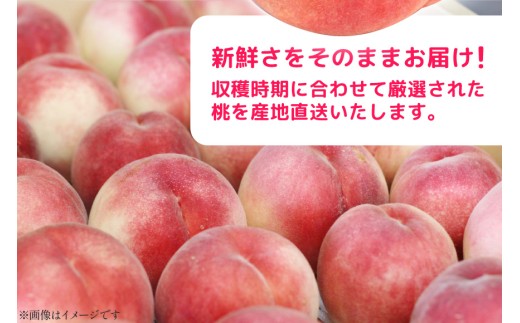 約2kgその時期のおすすめの品種をお届けします（玉の大きさによっては数が変更になる場合があります）