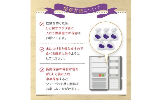 種なしぶどうの定番！