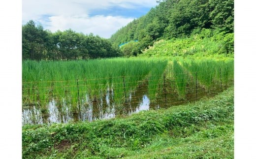 心と体に、マコモの力。