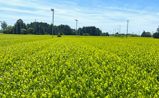 深蒸し茶 夢茶 ボトル缶 約490g×24本 計約11.76kg