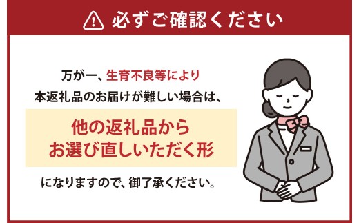 にべさんちの苺 熊本県産イチゴプレミアム桃薫(とうくん) 