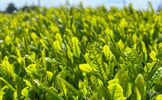 深蒸し茶 夢茶 ボトル缶 約490g×24本 計約11.76kg
