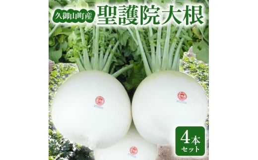 京都府久御山 聖護院大根(淀大根)4本　おでんや煮物にぴったり【1658227】
