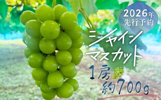 【2026年先行予約】シャインマスカット 1房（約700g）