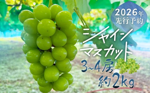 【2026年先行予約】シャインマスカット  3-4房　（約2.0kg）