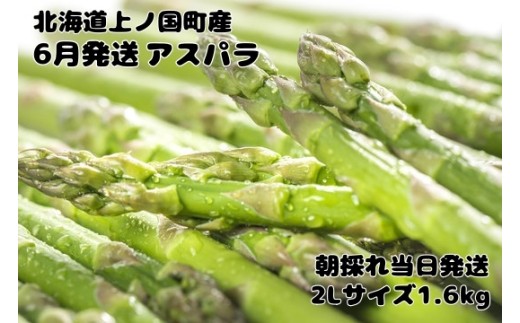 【2026年6月発送】北海道上ノ国町 寅福菜園の6月限定アスパラ　2L（1.6kg）　グリーンアスパラ　朝採れ　農家直送　新鮮　甘い　春野菜　旬野菜　特産品　北海道産  1538218 - 北海道上ノ国町