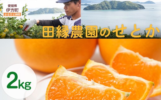 【先行予約】【数量限定】田縁農園のせとか2kg ※離島への配送不可 (2026年3月5日より順次発送) 【 ふるさと納税 人気 おすすめ ランキング みかん ミカン 蜜柑 せとか フルーツ 果物 愛媛県産 田縁農園 愛媛県 伊方町 送料無料 】 IKTA027 2114372 - 愛媛県伊方町