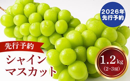 【2026年発送分 先行予約】 シャインマスカット 2～3房（約1.2kg） 8月中旬以降発送予定 フルーツ 山梨 シャイン マスカット くだもの 大粒 人気 厳選 ブドウ ぶどう 葡萄  富士川町 先行予約