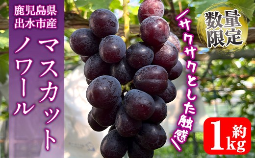 i1116-A ≪数量・期間限定≫ マスカットノワール (計約1kg) 国産 鹿児島 出水市 ぶどう ブドウ 果物 くだもの フルーツ マスカットノワール マスカット 葡萄 旬 種なし 旬 歯ごたえ 冷蔵 【山門ぶどう園】