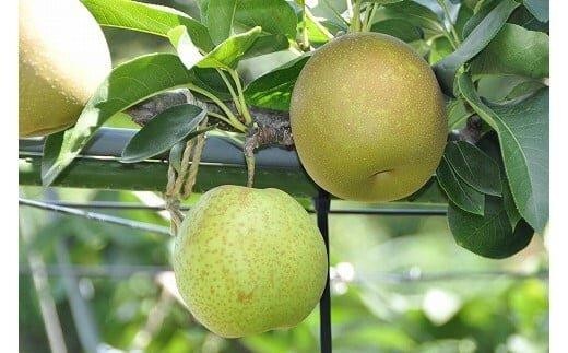 梨 甘太（かんた）5kg（JA）※2025年9月下旬～10月上旬頃に順次発送予定【梨 なし ナシ 甘太 フルーツ 果物 鳥取県 北栄町 おすすめ 人気】