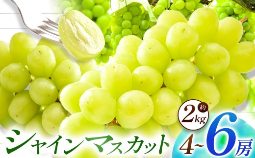 【数量限定】宮内果樹観光園のシャインマスカット 約2kg 5房前後 | フルーツ 果物 くだもの ぶどう ブドウ 葡萄 シャインマスカット マスカット 産地直送 大分県 中津市
