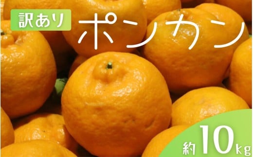 【訳あり】 森本農園の手選別 ポンカン 約10kg 和歌山県産 サイズ混合 【2026年1月上旬～2月上旬頃に順次発送】【mrmt015】 