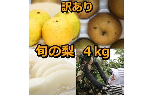 【訳あり】鳥取県産旬の梨セット 4kg ※2025年8月下旬頃～12月下旬頃に順次発送予定【先行予約 梨 なし 果物 フルーツ くだもの 鳥取県 北栄町 おすすめ 人気 送料無料】