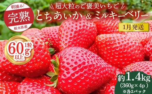 【先行予約】【1月発送】1粒60g以上！超大粒の《ご褒美いちご》朝摘み完熟とちあいか＆ミルキーベリー紅白セット 1440g(360g×各2p)　※離島への配送不可　※2026年1月上旬～1月下旬頃に順次発送予定 2238236 - 栃木県鹿沼市