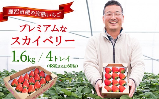 【先行予約/数量限定】プレミアムな完熟スカイベリー（48粒または60粒）4トレイ1600g｜ 栃木県 鹿沼市 産地直送 旬 いちご こだわり 高級品 贈答用 イチゴ 苺 果物 フルーツ 期間限定　※2025年12月中旬～2026年2月中旬頃に順次発送予定 2271163 - 栃木県鹿沼市