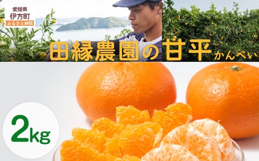 【先行予約】【数量限定】田縁農園の甘平（かんぺい）2kg ※離島への配送不可 （2026年1月25日より順次発送） 【 ふるさと納税 人気 おすすめ ランキング みかん ミカン 蜜柑 甘平 かんぺい フルーツ 果物 愛媛県産 田縁農園 愛媛県 伊方町 送料無料 】 IKTA028 2114373 - 愛媛県伊方町