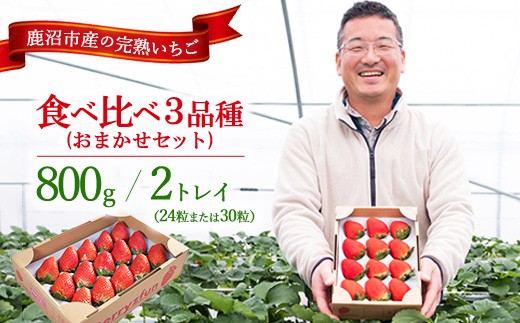 [先行予約/数量限定][贅沢いちごセット]完熟いちご食べ比べ3品種(24粒または30粒)おまかせセット2トレイ800g | 栃木県 鹿沼市 産地直送 旬 いちご こだわり 高級品 贈答用 イチゴ 苺 果物 フルーツ 期間限定 ※2025年12月中旬〜2026年2月中旬頃に順次発送予定