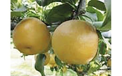 梨 王秋 5kg（JA）※2025年10月下旬～11月下旬頃に順次発送予定【梨 なし ナシ 王秋 フルーツ 果物 鳥取県 北栄町 おすすめ 人気】