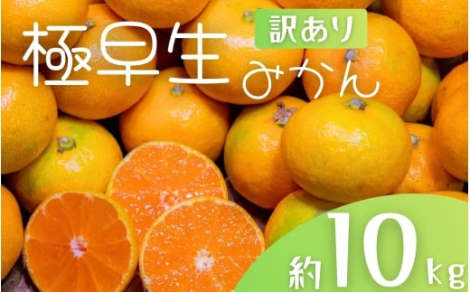 【訳あり】手選別 極早生みかん 約10kg 和歌山県産 2S~2Lサイズ混合 ※2025年10月上旬～下旬頃に順次発送【mrmt005】
