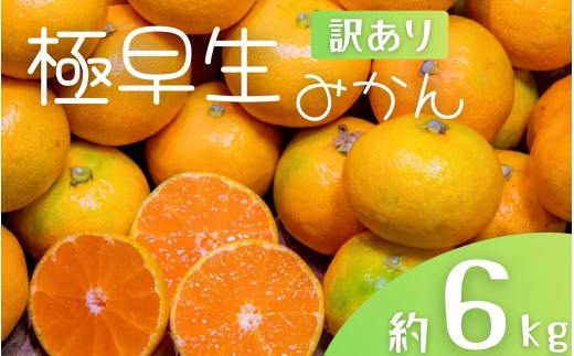 【訳あり】手選別 極早生みかん 約6kg 和歌山県産 2S~2Lサイズ混合 ※2025年10月上旬～下旬頃に順次発送【mrmt004】