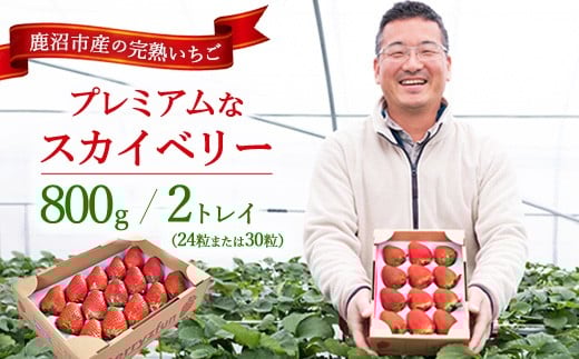 [先行予約/数量限定]プレミアムな完熟スカイベリー(24粒または30粒)2トレイ800g| 栃木県 鹿沼市 産地直送 旬 いちご こだわり 高級品 贈答用 イチゴ 苺 果物 フルーツ 期間限定 ※2025年12月中旬〜2026年2月中旬頃に順次発送予定
