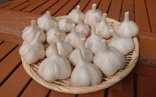 【期間限定】白馬村で育った『はれ』にんにく 500g /長野県白馬村　採れたて　新鮮　直送　旬　野菜【D0470642】