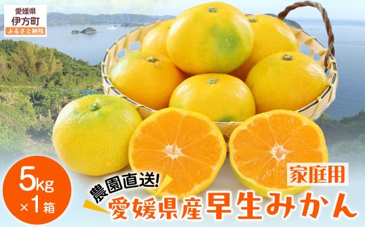 【先行予約】【数量限定】＼農園直送／愛媛県産早生みかん5kg×1箱（家庭用）（2025年11月中下旬より順次発送） 【 ふるさと納税 人気 おすすめ ランキング 柑橘 みかん 早生みかん ミカン 蜜柑 果物 フルーツ 農園直送 産地直送 岡市農園 愛媛県産 愛媛県 伊方町 送料無料 】IKTV009