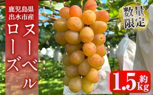i1117-B ≪数量・期間限定≫ ヌーベルローズ (計約1.5kg) 国産 鹿児島 出水市 ぶどう ブドウ 果物 くだもの フルーツ ヌーベルローズ 葡萄 旬 種なし 旬 歯ごたえ 冷蔵 【山門ぶどう園】