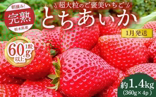 【先行予約】【1月発送】1粒60g以上！超大粒の《ご褒美いちご》朝摘み完熟とちあいか　1440g（360g×4p）　※離島への配送不可　※2026年1月上旬～1月下旬頃に順次発送予定 2238219 - 栃木県鹿沼市