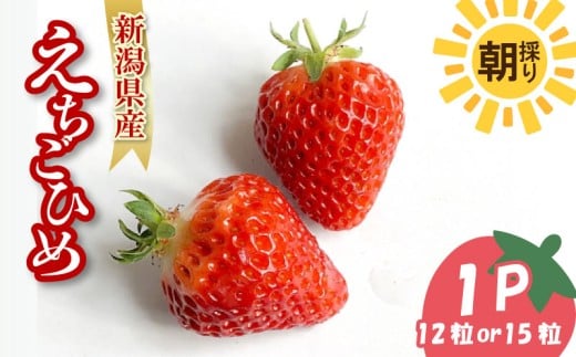【先行予約】 いちご 越後姫 3L～2L 12粒 or 15粒 朝採り 当日発送 苺 イチゴ えちごひめ 朝どれ 朝摘み 生産者直送 農家 直送 数量限定 季節限定 期間限定 須貝いちご園 新潟 新発田 sugai001