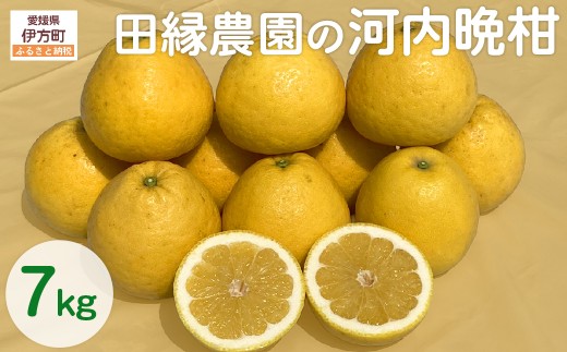 田縁農園の河内晩柑約7kg ※離島への配送不可 (2026年4月10日より順次発送) 【 ふるさと納税 人気 おすすめ ランキング みかん ミカン 蜜柑 河内晩柑 フルーツ 果物 愛媛県産 田縁農園 愛媛県 伊方町 送料無料 】 IKTA020 2114365 - 愛媛県伊方町