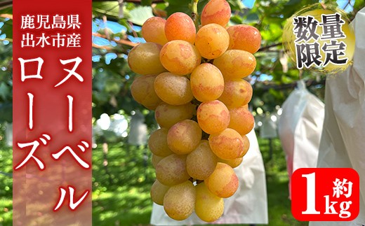 i1117-A ≪数量・期間限定≫ ヌーベルローズ (計約1kg) 国産 鹿児島 出水市 ぶどう ブドウ 果物 くだもの フルーツ ヌーベルローズ 葡萄 旬 種なし 旬 歯ごたえ 冷蔵 【山門ぶどう園】
