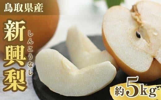 【先行予約】新興梨 5～18玉前後 5kg前後 ※10月～11月下旬頃に順次発送予定【先行予約 梨 なし 果物 フルーツ くだもの 鳥取県 北栄町 おすすめ 人気 送料無料】