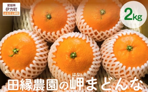 【先行予約】【数量限定】田縁農園の岬（はな）まどんな（生果）2kg （2025年11月25日より順次発送） 【 ふるさと納税 人気 おすすめ ランキング みかん ミカン 蜜柑 はなまどんな まどんな フルーツ 果物 愛媛県産 田縁農園 愛媛県 伊方町 送料無料 】 IKTA024 2114369 - 愛媛県伊方町