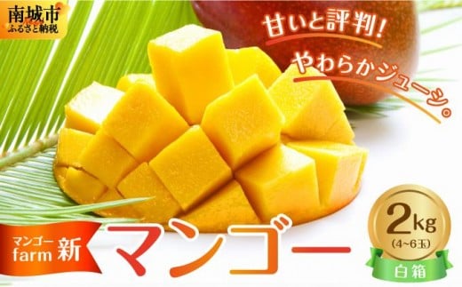 (2026年発送・先行予約)【マンゴーfarm新】 沖縄県南城市産マンゴー白箱2kg