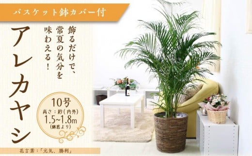 アレカヤシ 10号 ブラウンバスケット鉢カバー 土の表面:ウッドチップ 【観葉植物 植物 アレカヤシ 10号 バスケット 鉢付 インテリア 部屋 室内 オフィス 癒し エコ グリーン マイナスイオン リラックス オシャレ おしゃれ ギフト プレゼント 贈り物 人気 おすすめ  福岡県筑前町 送料無料 AG038】