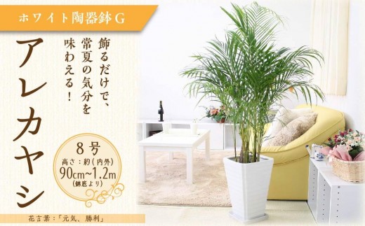 アレカヤシ 8号 ホワイト陶器鉢 Ｇタイプ 土の表面:ウッドチップ【観葉植物 植物 アレカヤシ 8号 鉢付 インテリア 部屋 室内 オフィス 癒し エコ グリーン マイナスイオン リラックス オシャレ おしゃれ ギフト プレゼント 贈り物 人気 おすすめ  福岡県筑前町 送料無料 AG039】