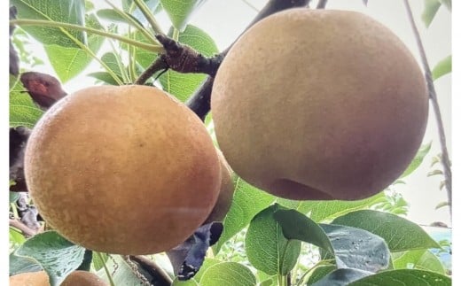 【先行予約】訳あり 数量限定 鳥取県産”新甘泉（しんかんせん） 約5kg （10～18玉）≪2025年9月中旬頃出荷≫